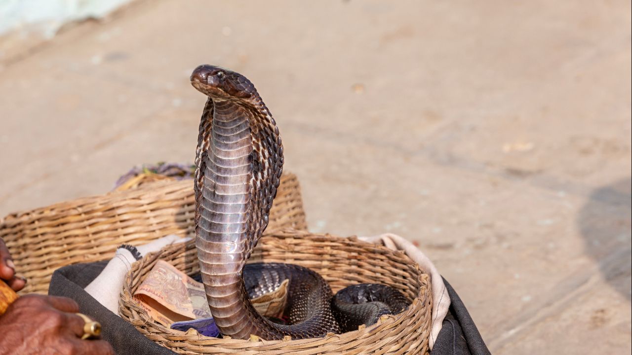 นักท่องเที่ยวเยอรมันดับสลดหลังถูกงูกัด ระหว่างชมการแสดงโชว์งูที่อียิปต์