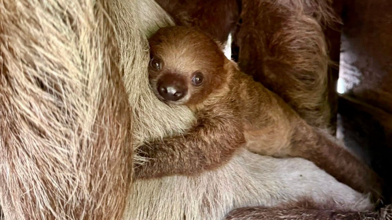 ได้ชื่อแล้ว 'ลิตเติ้ลแฟลช' ลูกสล็อตสองนิ้ว ทายาทปู่แฟลช แห่งสวนสัตว์เปิดเขาเขียว