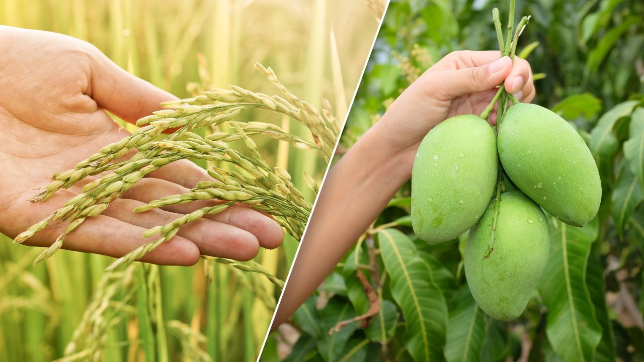 เชียงใหม่เตรียมส่งเสริมการขาย 'ข้าวนาปรัง-มะม่วง' พืชเศรษฐกิจสำคัญออกสู่ตลาด