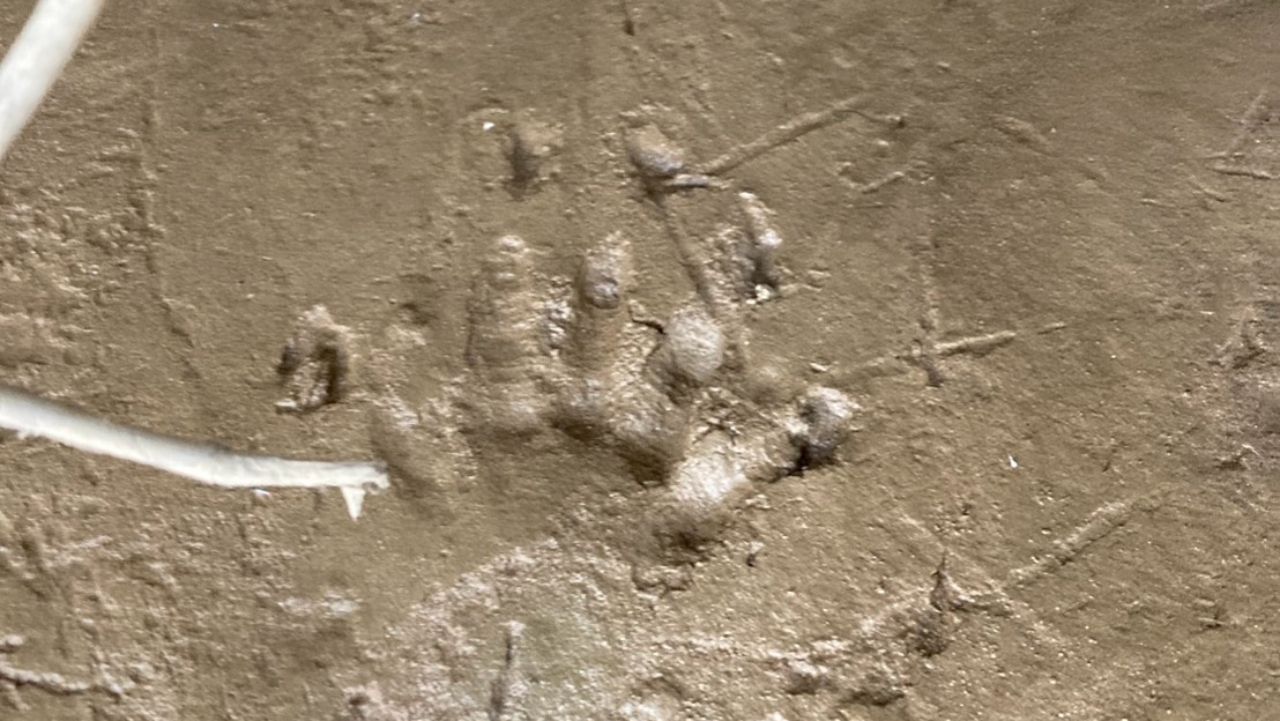 เร่งหาที่มา รอยเท้าปริศนา คล้าย 'จระเข้' กลางเกาะแม่น้ำแม่กลอง