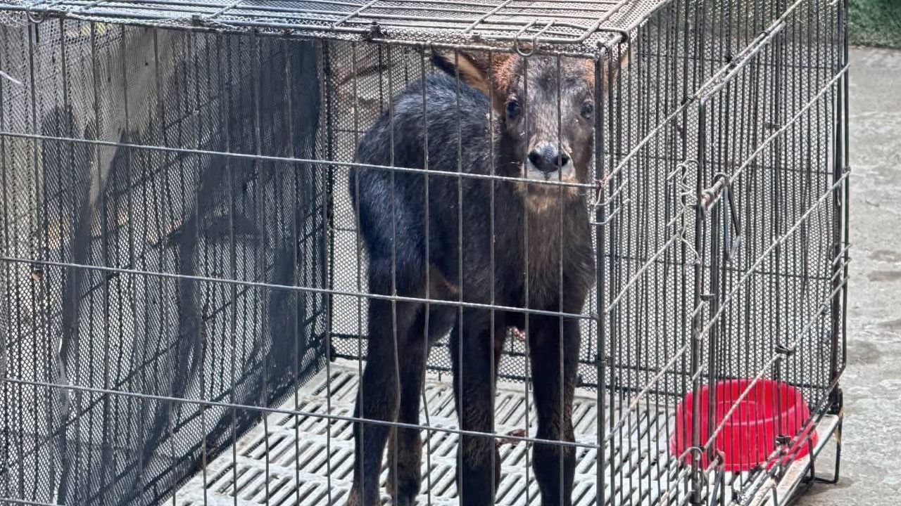 ชาวบ้านพบ 'ลูกเลียงผา' หลงฝูง 'อุทยานฯ ไทรโยค' เร่งรับตัวส่งอนุบาลก่อนคืนสู่ป่า