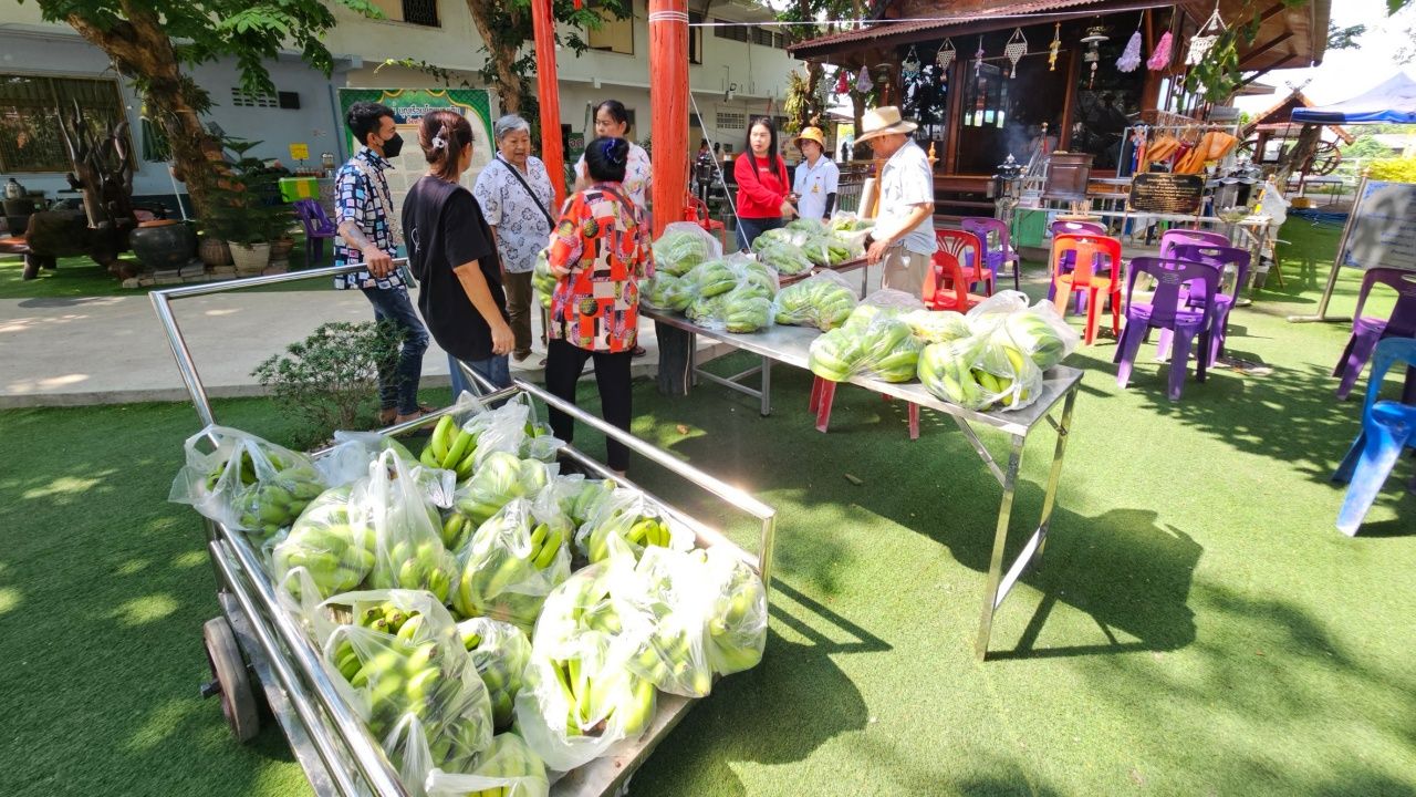 วัดท่าผา จ.ราชบุรี แจกจ่าย 'กล้วยหอมทอง' ให้กับผู้ร่วมทำบุญ แถมได้เลขเด็ดลุ้นโชค