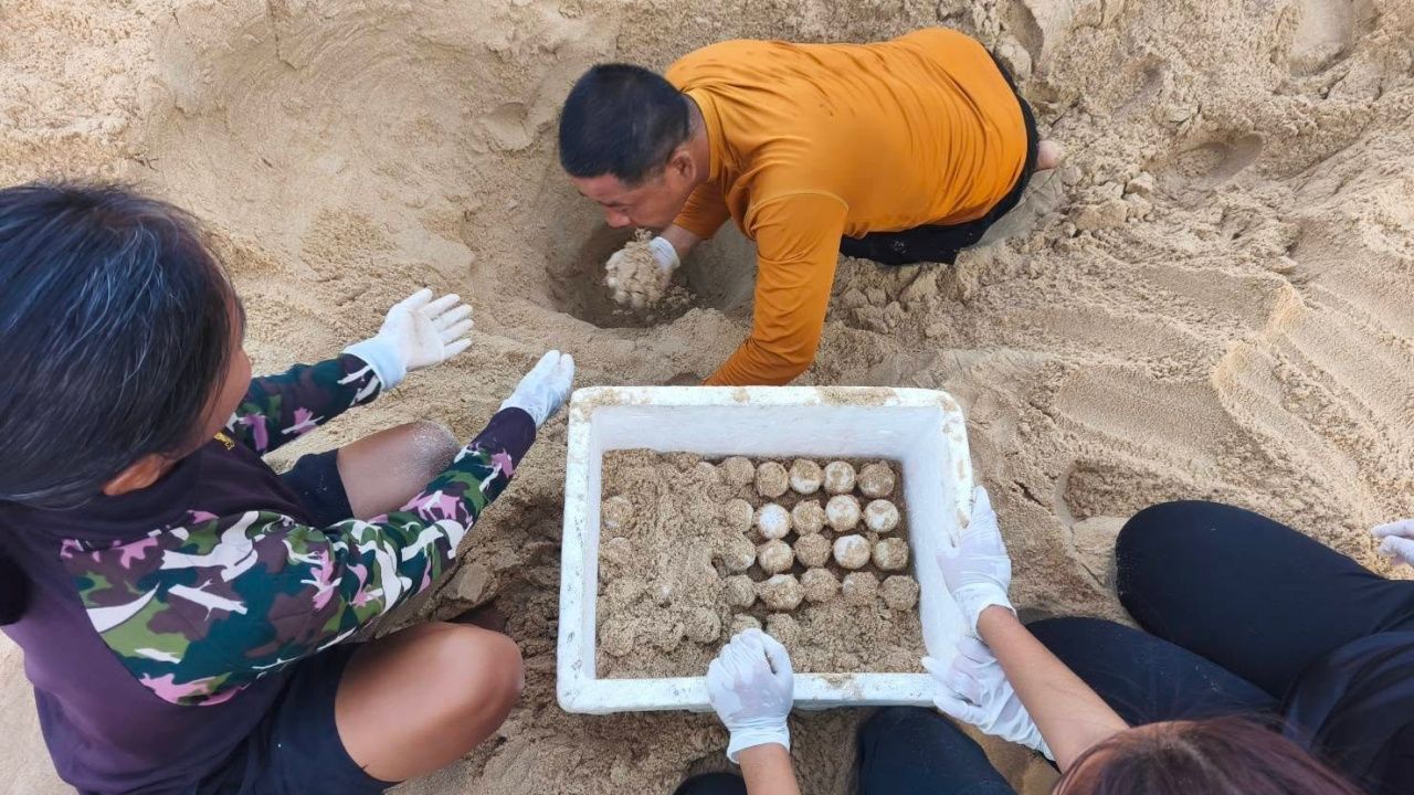 แม่เต่ามะเฟือง ขึ้นวางไข่นอกฤดูกาล 95 ฟอง เจ้าหน้าที่เร่งย้ายรังสู่พื้นที่ปลอดภัย