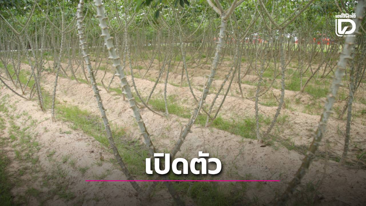 เปิดตัวกิจกรรม 'คูโบต้า มัน(ส์) ขยายร่อง'เพิ่มศักยภาพการผลิตมันสำปะหลัง