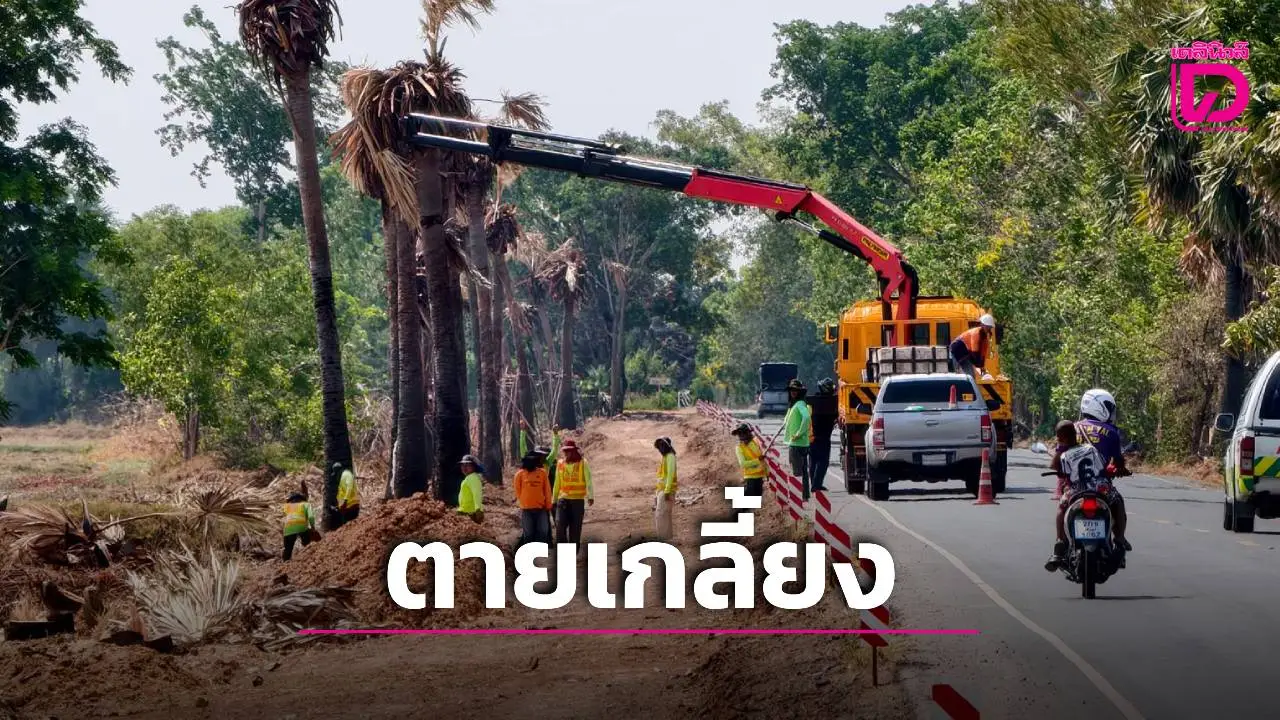 สรุปแล้วตายเกลี้ยง! ‘ต้นตาลดาบวิชัย’ ขุดมาตั้งปลูกใหม่กว่า 20 แต่ไปไม่รอดสักต้น