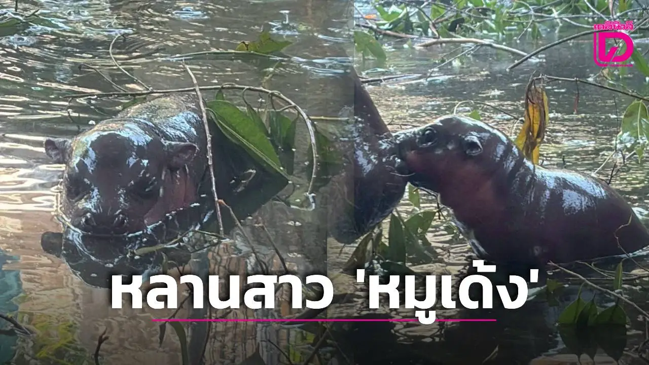 ‘สวนสัตว์โคราช’ เปิดตัวลูกฮิปโปแคระ ‘หลานสาว-หมูเด้ง’ พร้อมชวนประกวดตั้งชื่อ