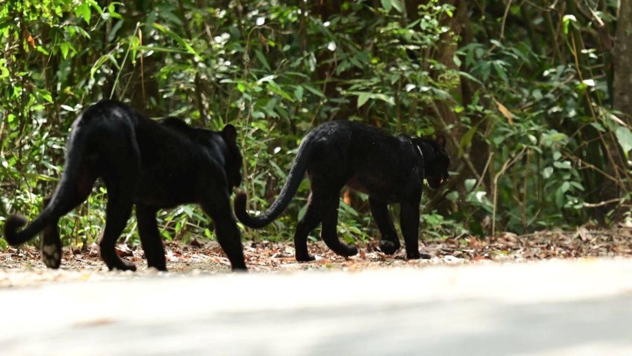 ภาพหาชมยาก 'เสือดำ' พลอดรักกันกลางถนน อุทยานฯ แก่งกระจาน สะท้อนพื้นที่ป่าปลอดภัย