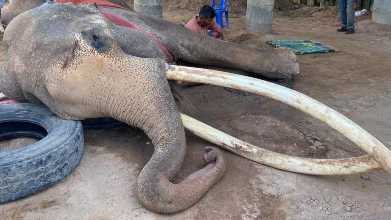ปิดตำนาน 'พลายทองใบ' ช้างงาสวย ยาวที่สุดในประเทศไทย ล้มตายอย่างสงบ