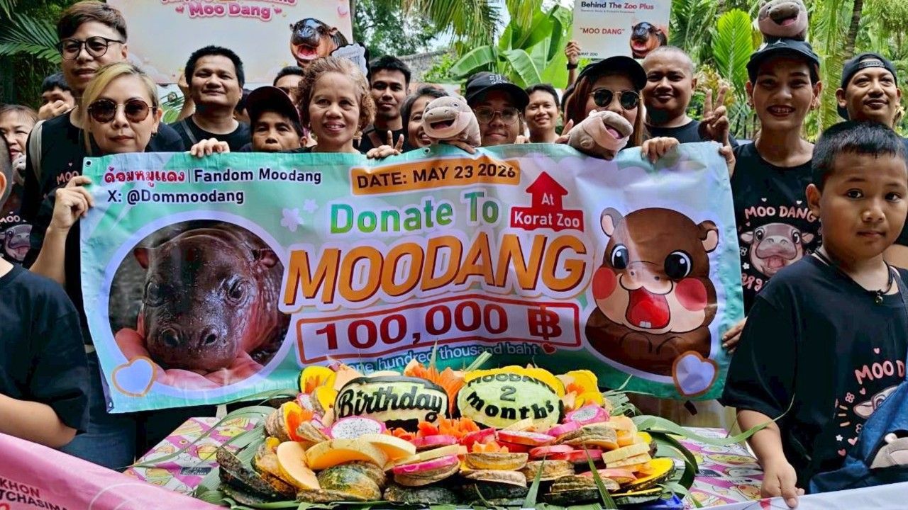 สวนสัตว์โคราช ฉลอง 37 ปี แฟนคลับ 'ด้อมหมูแดง' หอบเงินแสนรับขวัญ สมทบทุนสวัสดิภาพสัตว์