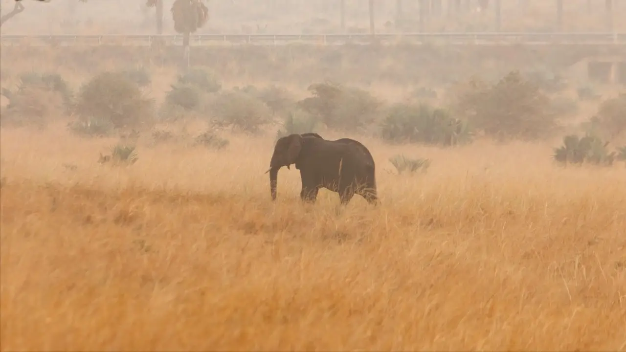 สลด รถพุ่งชนช้างในอุทยานยูกันดา คนดับ 3 ศพเจ็บ 4 ราย