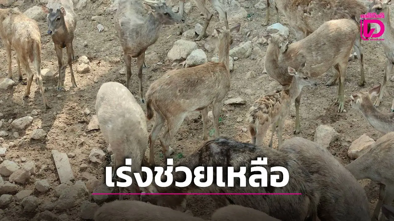 ‘ปศุสัตว์จังหวัดชุมพร’ ส่งทีมสัตวแพทย์เร่งช่วยเหลือ ‘กวางรูซ่า’ ป่วยขนร่วง-ร่างกายอ่อนแอ