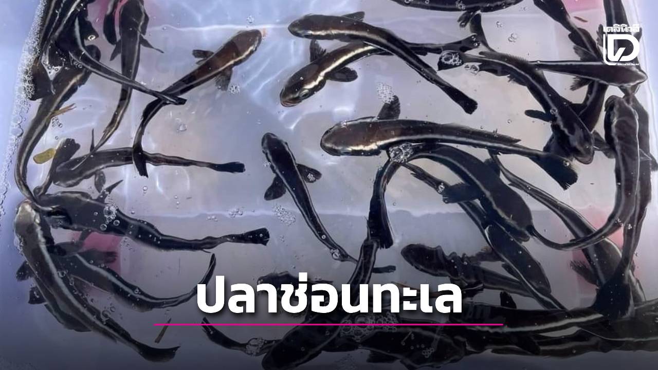 เดินหน้าส่งเสริมการเพาะเลี้ยง 'ปลาช่อนทะเล'ในกระชัง