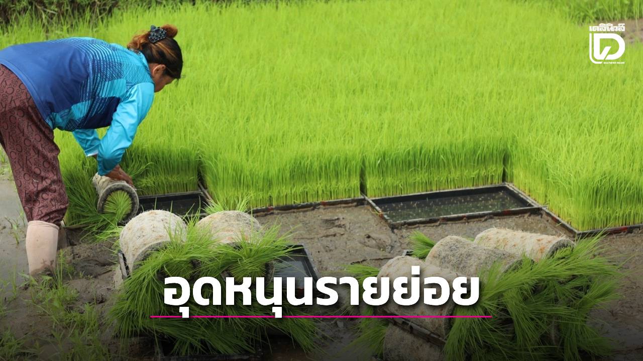 อุดหนุนรายย่อย 10 ไร่ เคาะประกันภัยข้าวปี 69   ใช้ดาวเทียมช่วย