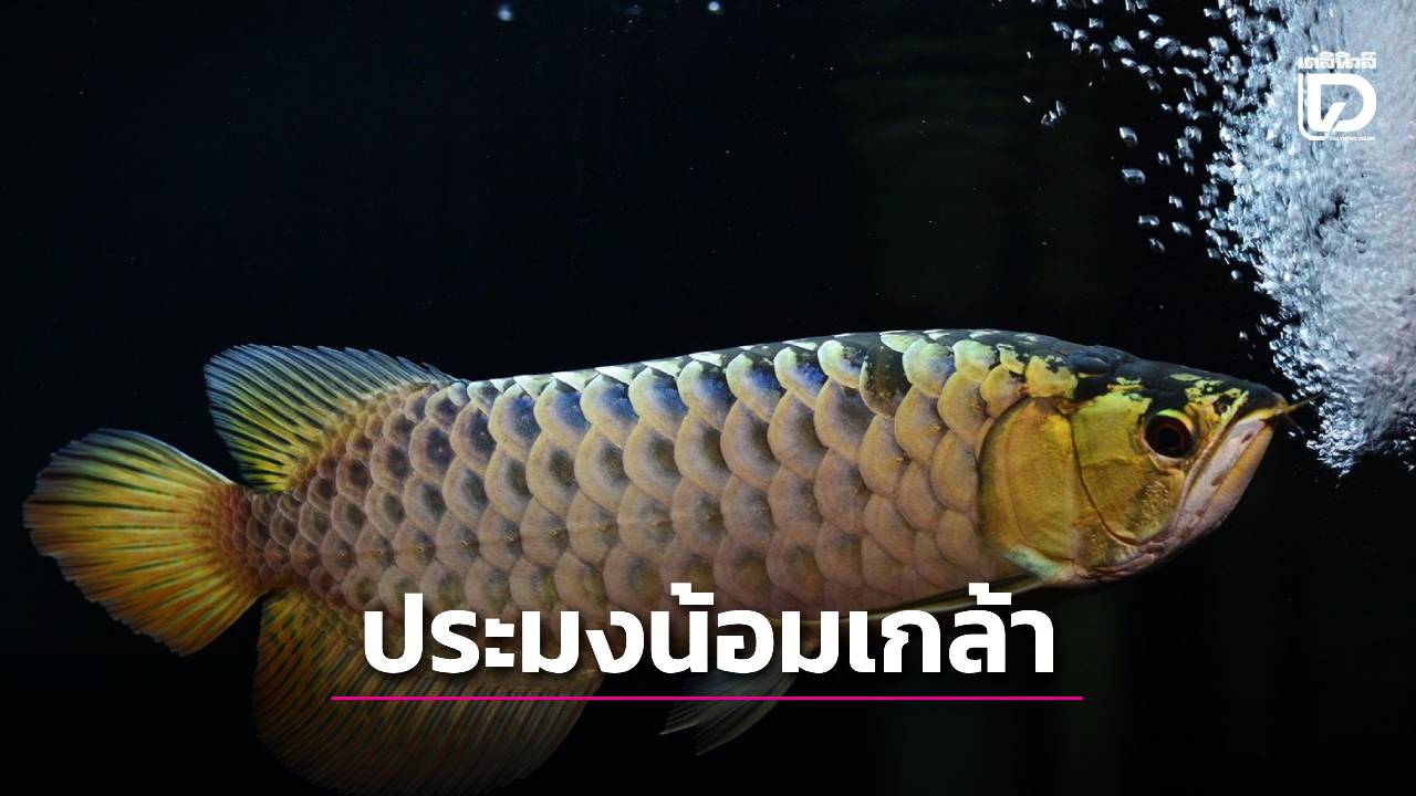 เชิญชวนส่งปลาสวยงามและตู้พรรณไม้น้ำ เข้าประกวดชิงถ้วยพระราชทานฯ