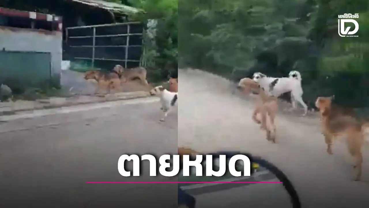 ใจสลาย! มือมืดวางยาเบื่อ-ยิงหัว 'สุนัขจรคลองหลวง' ดับเกือบยกฝูง 6 ศพ ทิ้งโครงไก่ล่อเหยื่อปางตาย