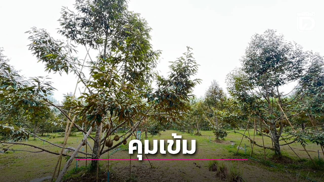 เผยแนวทางคุมเข้มการกำจัดหนอนเจาะเมล็ดทุเรียน  ด้วยมาตรการ' 3 ป 4 ชั้น'