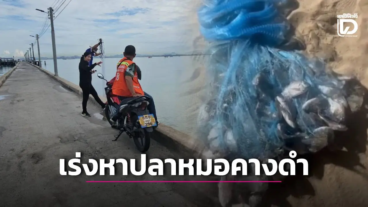 'ประมง' เร่งตรวจชายหาดพัทยา หลังชาวบ้านจับ 'ปลาหมอคางดำ' ได้เพียบ