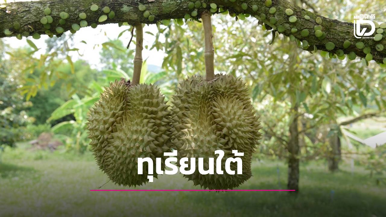 กำหนดวันเก็บเกี่ยว ทุเรียนหมอนทองภาคใต้ น้ำหนักเนื้อแห้งไม่น้อยกว่า 32%