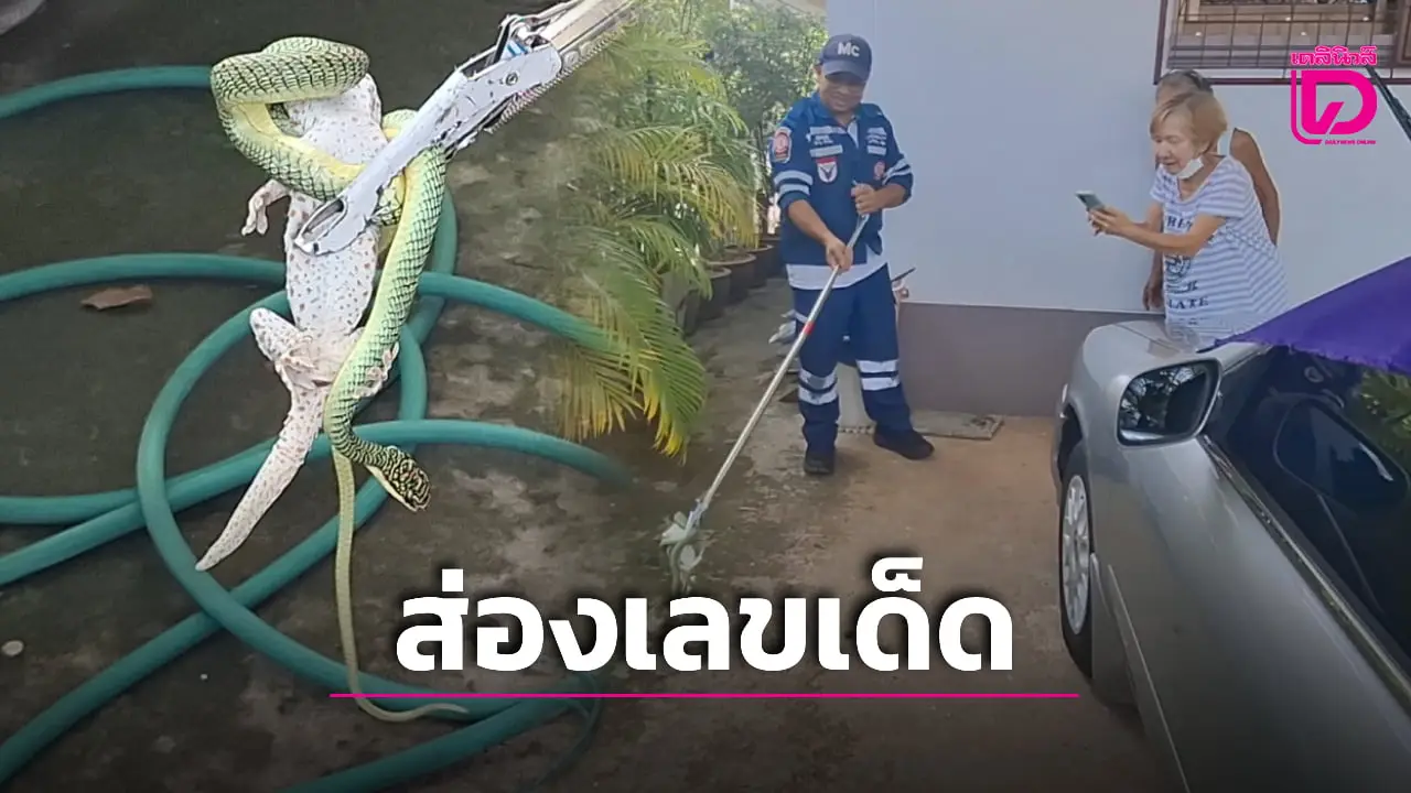 งูเขียวฟัดตุ๊กแก เจ้าของบ้านเชื่อมาให้โชคใหญ่ คอหวยแห่ส่องเลขเด็ดลุ้นรวยงวดนี้!