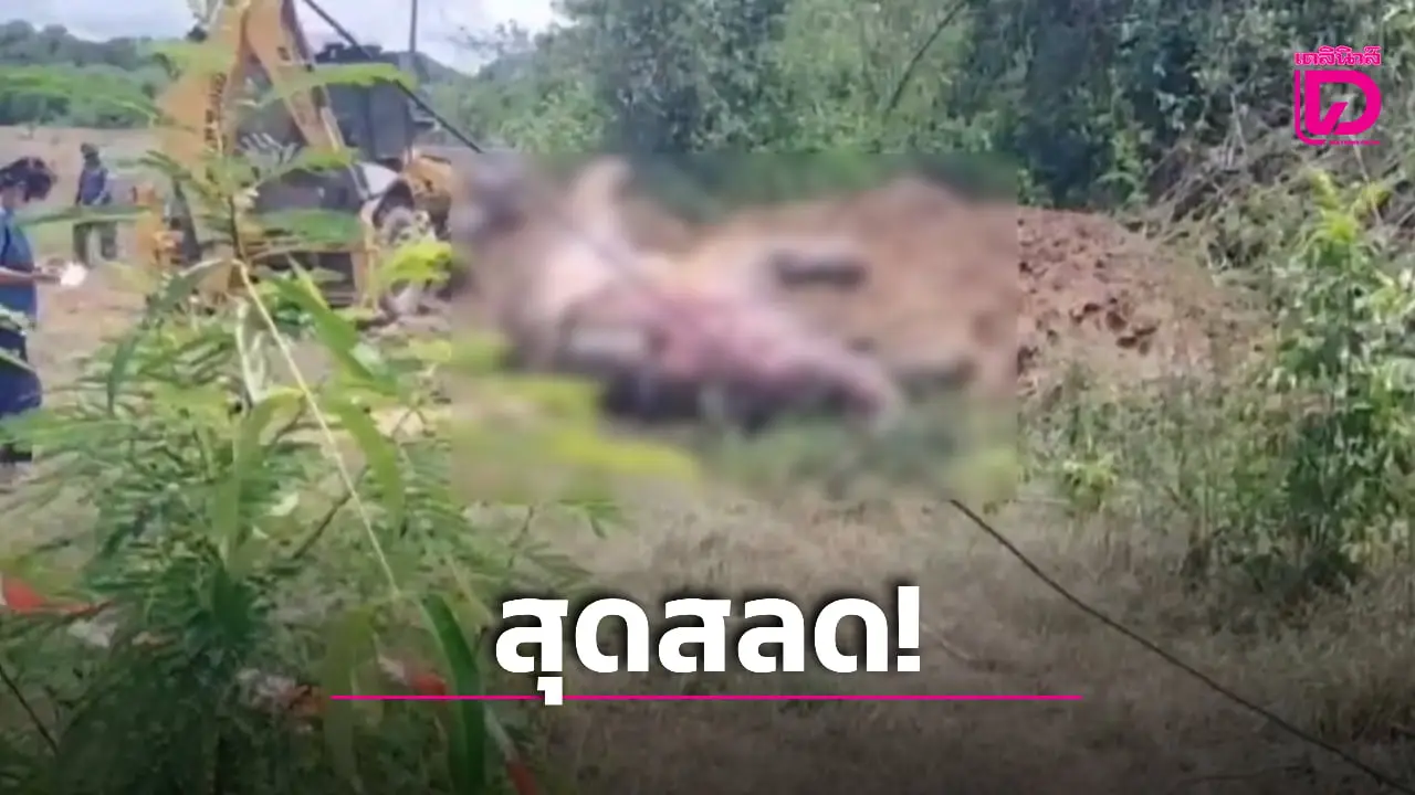 สุดสลด! ช้างป่าใช้งวงดึงสายไฟแรงสูงถูกช็อตดับ ชาวบ้านผวาซ้ำช้างล้นป่าบุกรุกที่ทำกิน