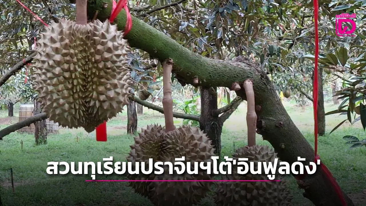 ชาวสวนปราจีนฯลงบันทึกประจำวันไว้เป็นหลักฐานตอบโต้ ‘อินฟูลดัง’ ซื้อทุเรียนไม่ตรงปก