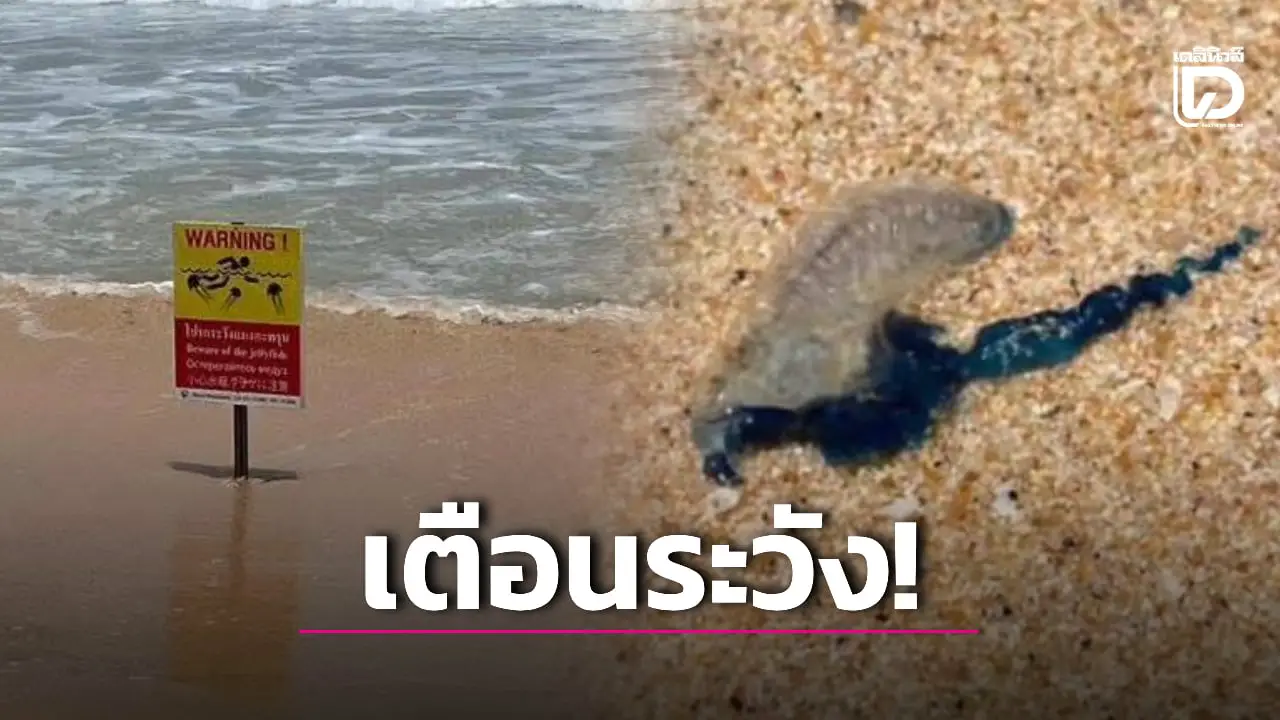 เตือนห้ามใช้น้ำจืด! เปิดวิธีปฐมพยาบาล รับมือ ‘แมงกะพรุนหมวกเรือ’ บุกหาด