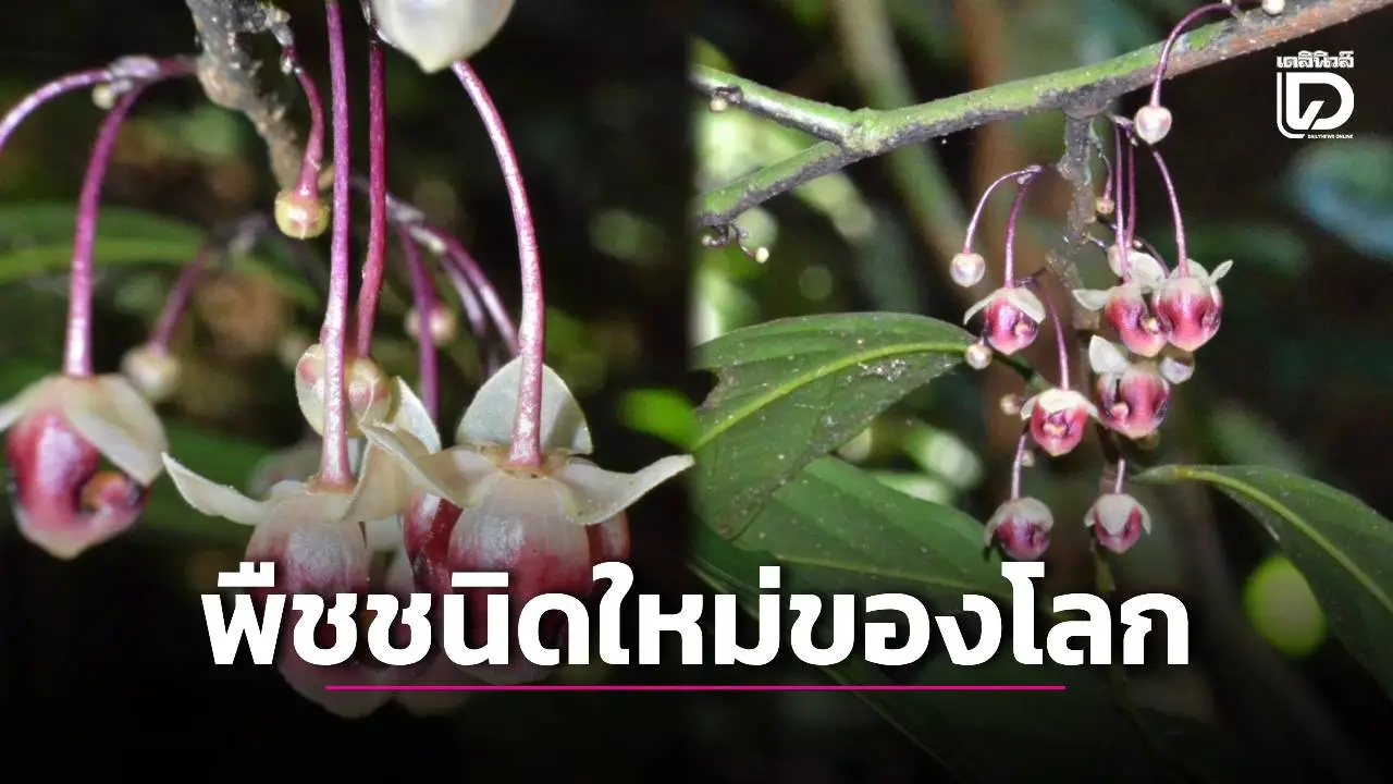 'นักวิจัยมช.' สุดเจ๋ง! ค้นพบ 'รุจิสิริน' พืชชนิดใหม่ของโลก