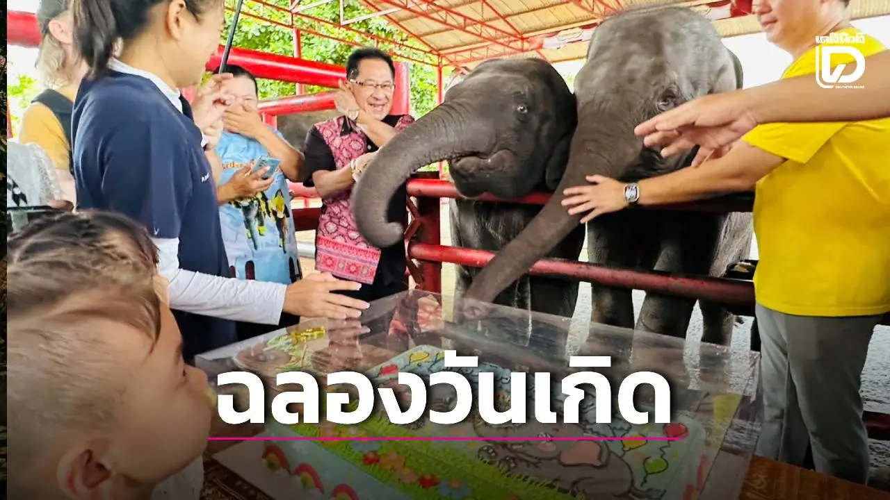 HBD 2 ปีช้างแฝดคู่แรกของโลก! อยุธยาจัดฉลองใหญ่ แฟนคลับ-คนดังแห่ร่วมยินดี