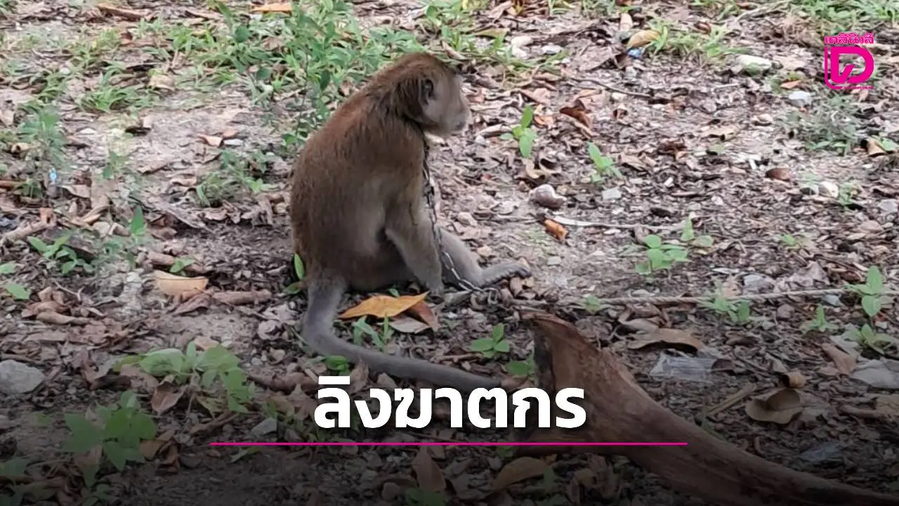 พ่อเฒ่าเมืองคอนเศร้าสุดชีวิต ลิงเลี้ยงทำร้ายหลานวัย 6 ขวบเสียชีวิต