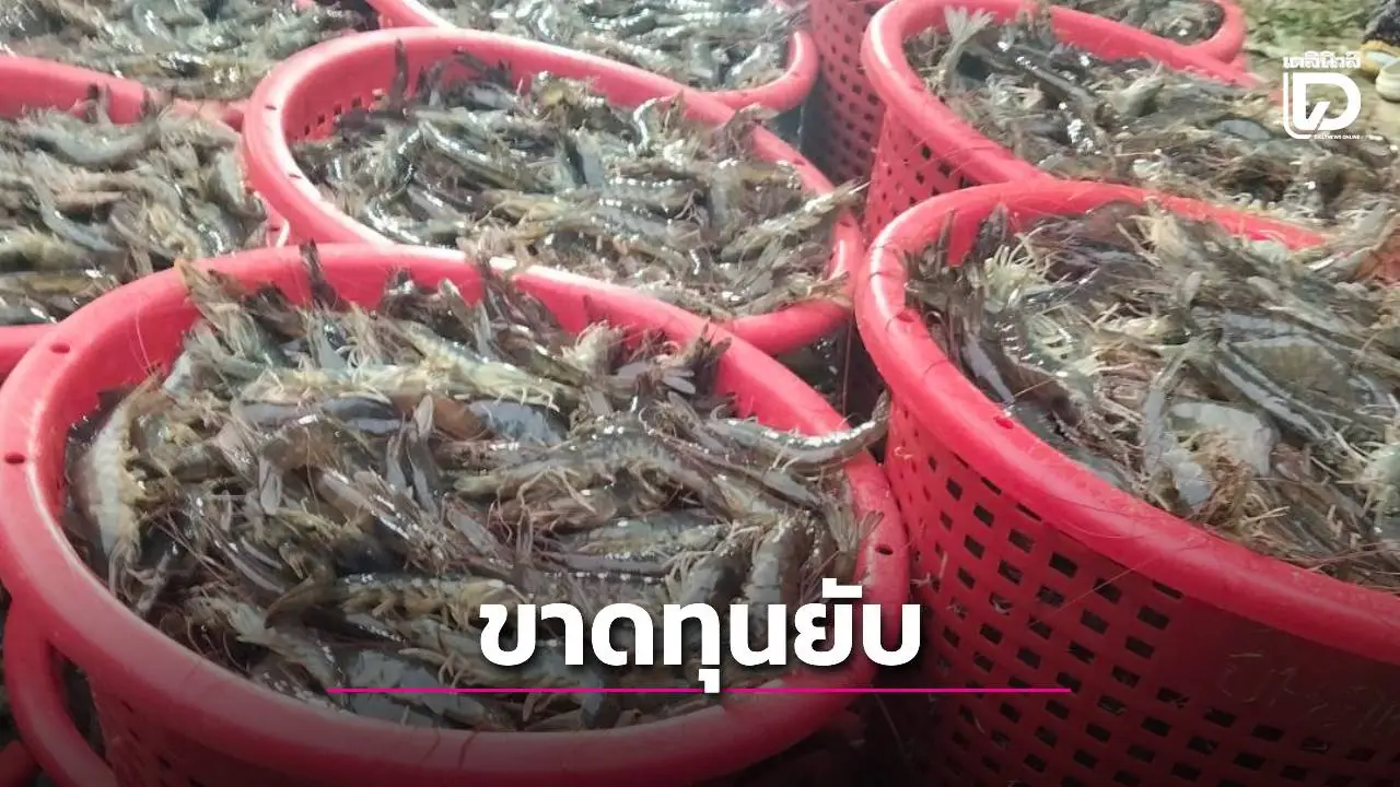 มาเลย์ระงับกุ้งไทย วิกฤตหนักเกษตรกรขาดทุนยับ 5 แสนถึง 1 ล้านบาท