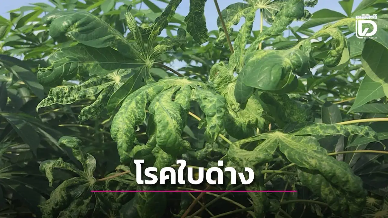 วิกฤตโรคใบด่าง ดึง 3 'รัฐ-เอกชน-เกษตรกร'แปลงนำร่องสิ้นเดือนนี้