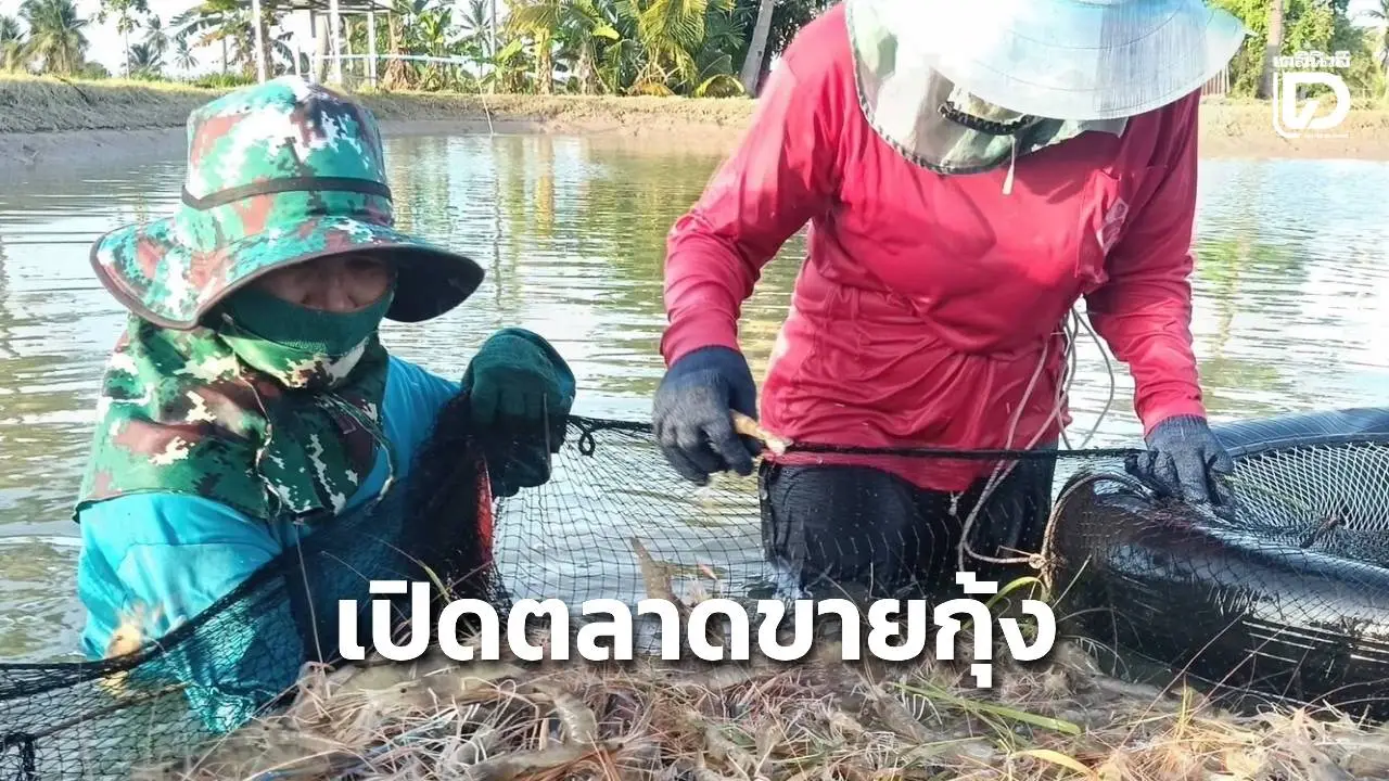 กาฬสินธุ์เปิดตลาดขายกุ้งก้ามกรามจีไอเงินสะพัดกลุ่มละ 10 ล้านบาท