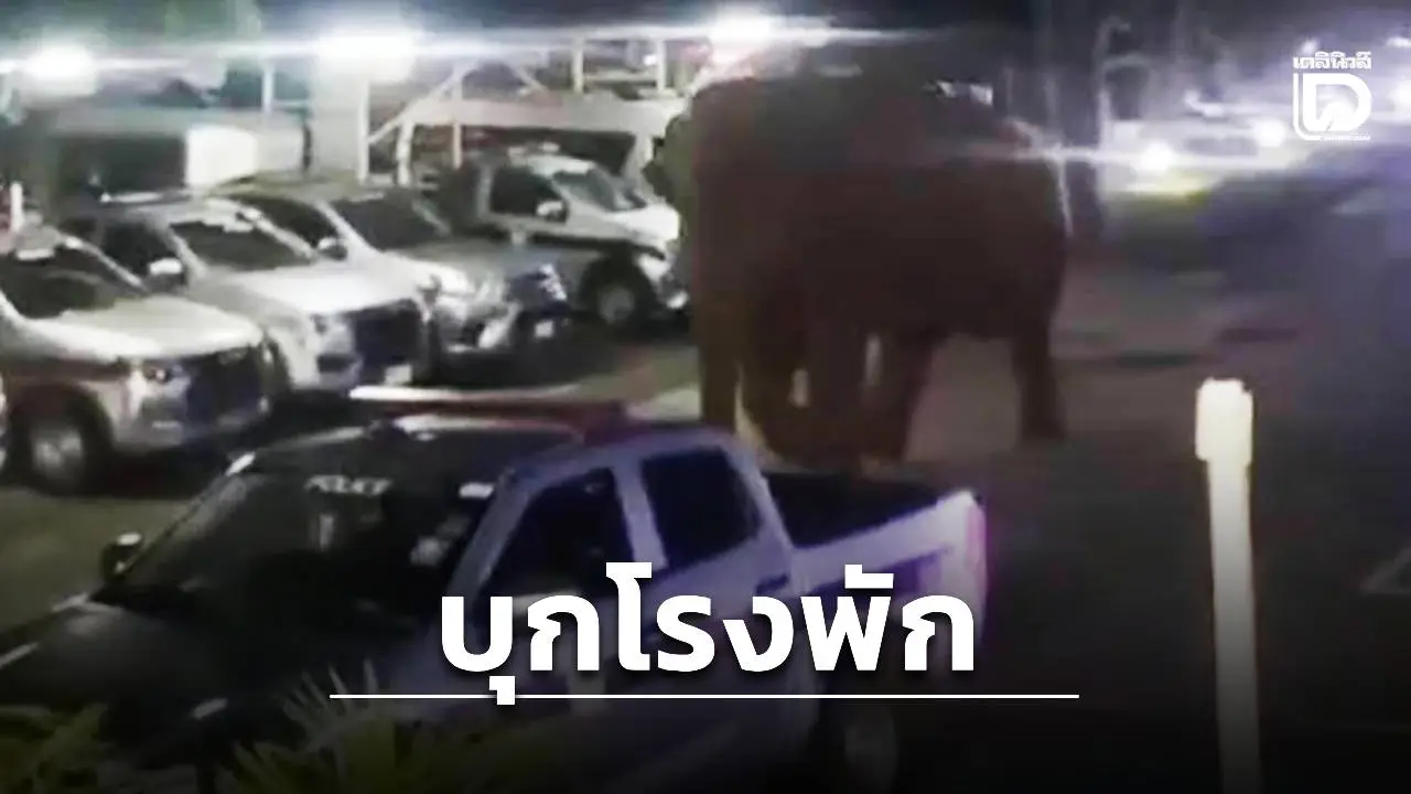 ระทึกกลางโรงพัก! ‘พลายด้วน’ บุกโรงพักหมูสี ผกก.-ลูกน้องเล่นกีฬาแตกกระเจิง