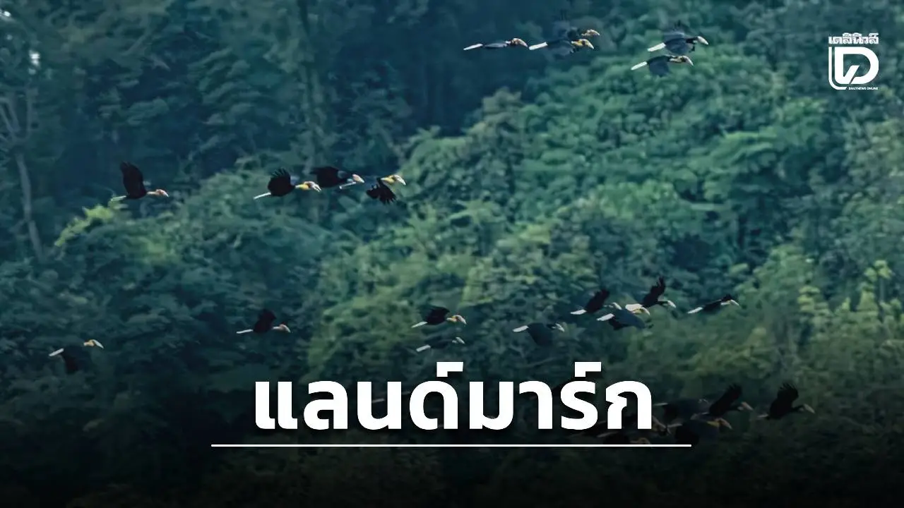ฮือฮาฝูง ‘นกเงือกกรามช้างปากเรียบ’ บุกพัทลุง ‘ช่างภาพ’ แห่ปักหลัก ‘แลนด์มาร์ก’ ยลความมหัศจรรย์