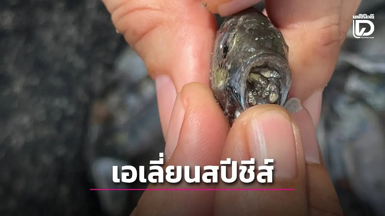 'ปลาหมอคางดำ'เอเลี่ยนสปีชีส์ ทำไมอยู่รอดในทะเลลึก