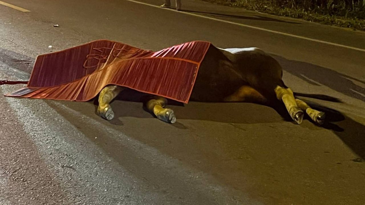 กระบะพุ่งชน 'กระทิง' วัยเจริญพันธุ์ ตายคาถนนที่วังน้ำเขียว