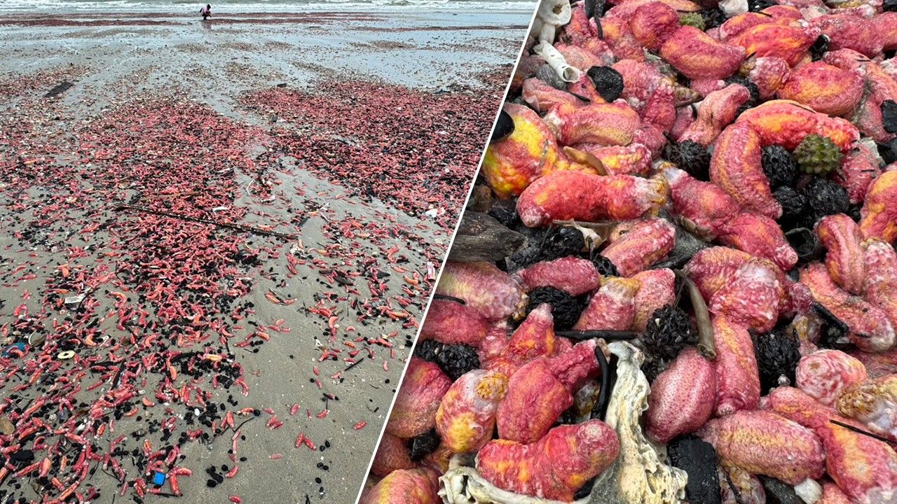 'ปลิงทะเลสีชมพู' เกลื่อนหาดสวนสน จ.ระยอง นักวิชาการ เตือนห้ามจับ-ห้ามเหยียบ
