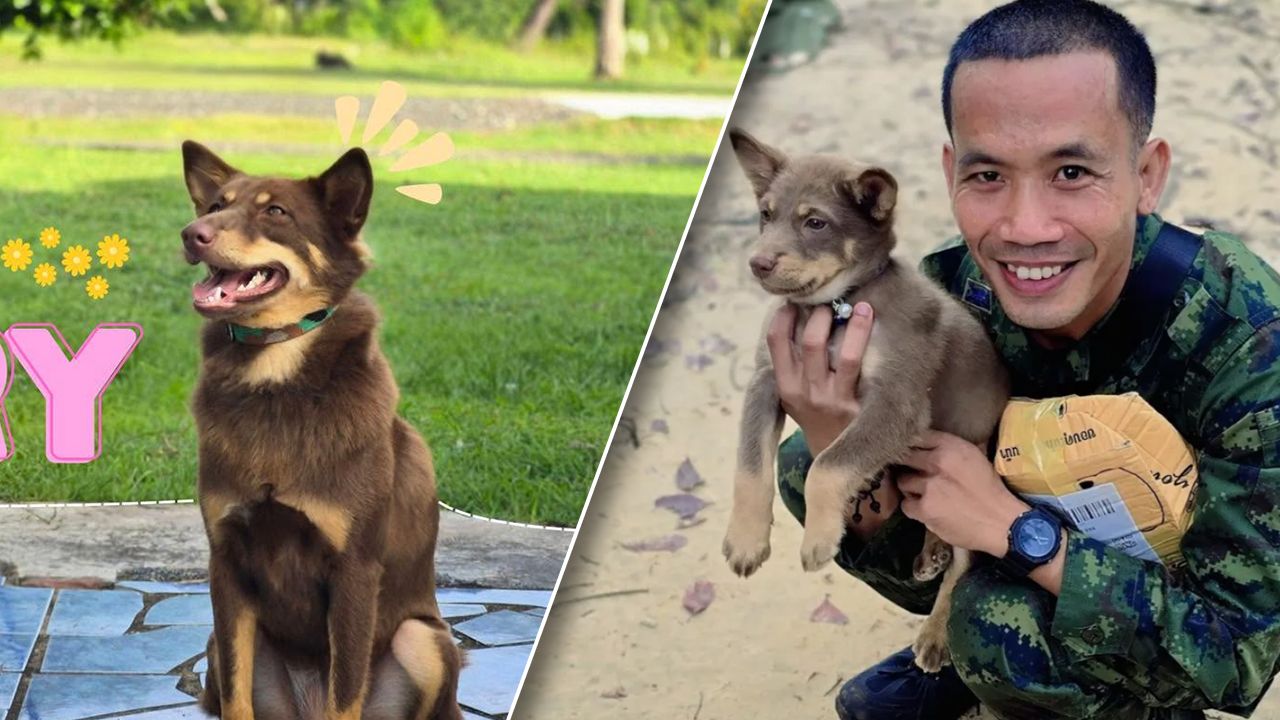 กำลังใจเพียบ 'น้องมะลิ' สุนัขคู่ใจ 'จ่ามิน' เข้าสู่รั้วบ้านทหารการสัตว์แล้ว