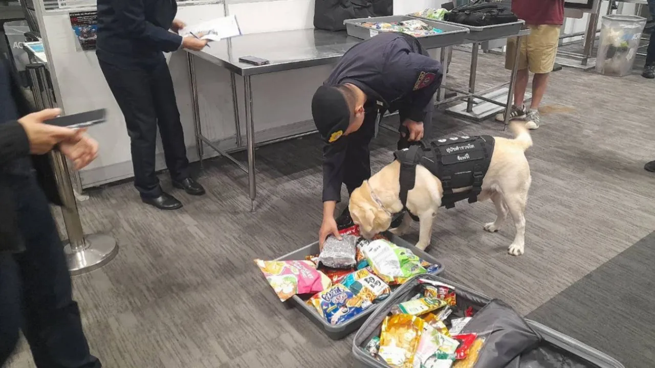 สุนัขตำรวจ K9 ลุยสแกนกระเป๋าสนามบินสุวรรณภูมิ สกัดยาเสพติดข้ามชาติ