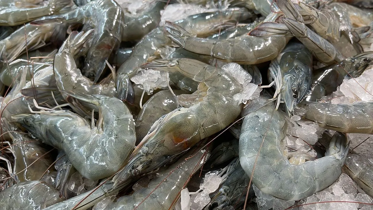 ดัน 'อุตสาหกรรมกุ้งไทย' วาระแห่งชาติ ชงงบระบายผลผลิต บรรเทาพิษส่งออกชะลอตัว