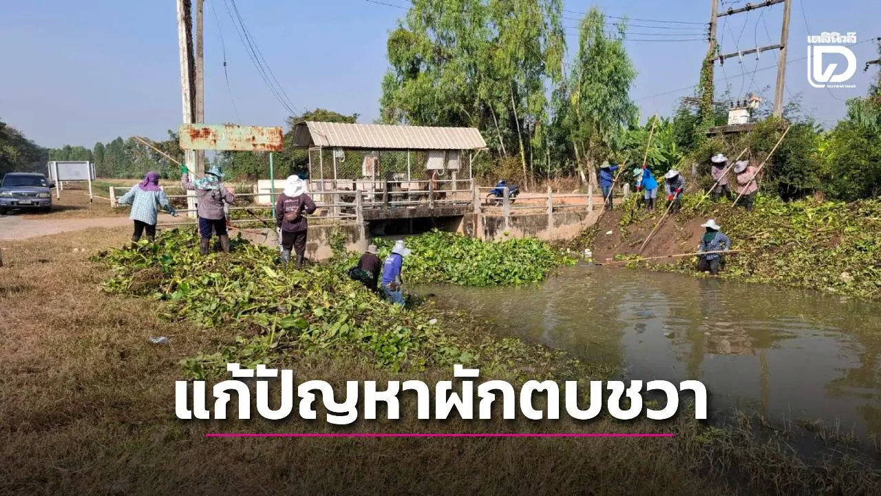 หาแนวทางการกำจัดผักตบชวาแบบชีววิธีร่วมกับวิธีกล