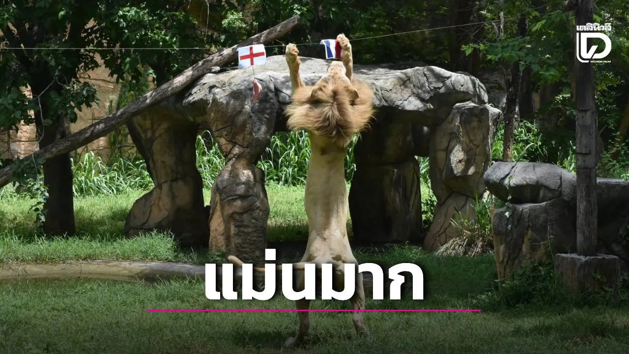 'บอย สิงโตขาว' โชว์สกิลเทพ ทายสเปนแชมป์โลก-ฝรั่งเศสคว้าที่ 3