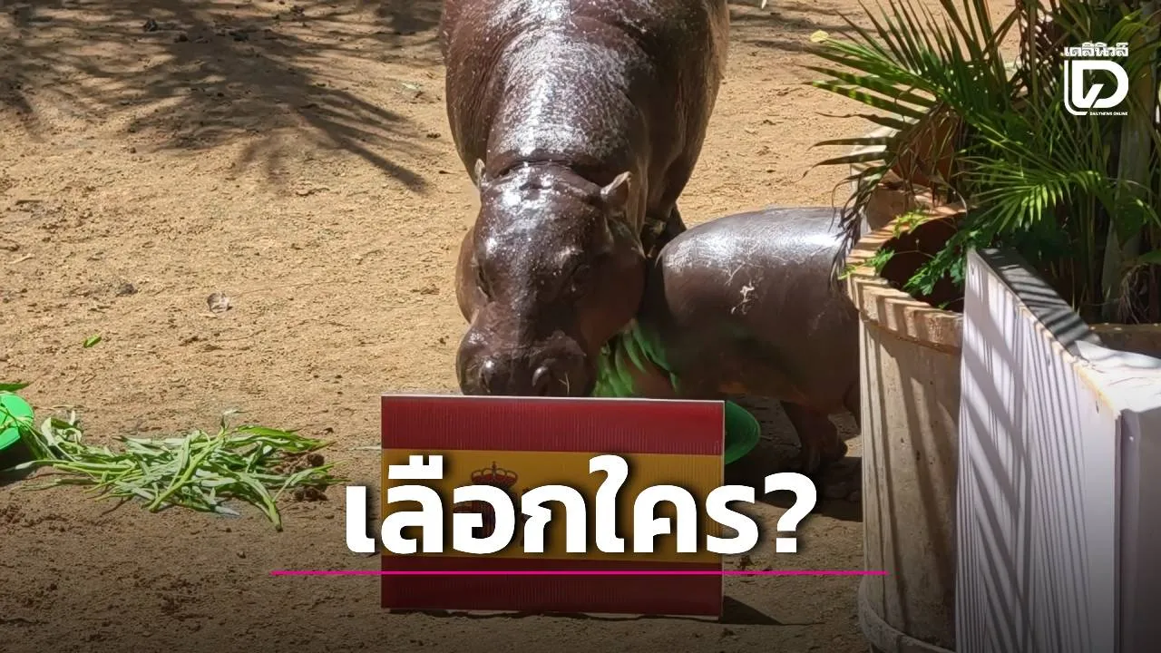 'น้องหมูแดง' ฮิปโปแคระทำนายแชมป์โลก 2026 เลือกกินถาด 'สเปน' ก่อน สร้างสีสันรับนัดชิงฟุตบอลโลก