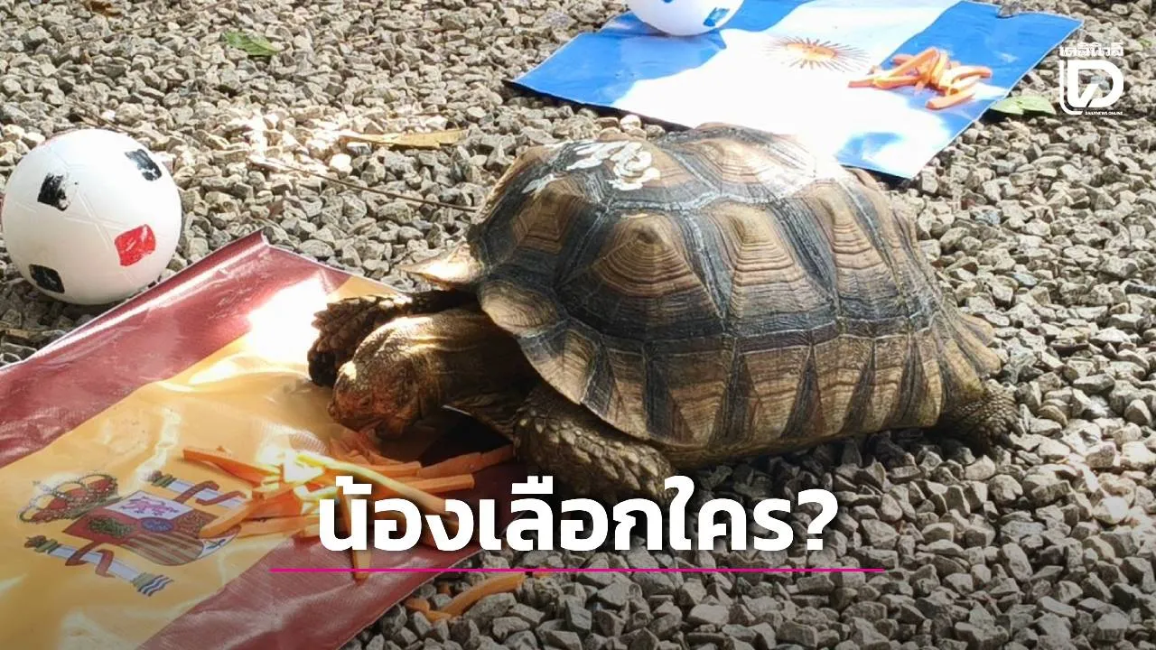 'โอเลี้ยง-เจ้ารถถัง' เต่าซูคาต้าทำนายแชมป์โลก 2026 เลือก 'สเปน' ทั้งคู่ สร้างสีสันรับนัดชิง