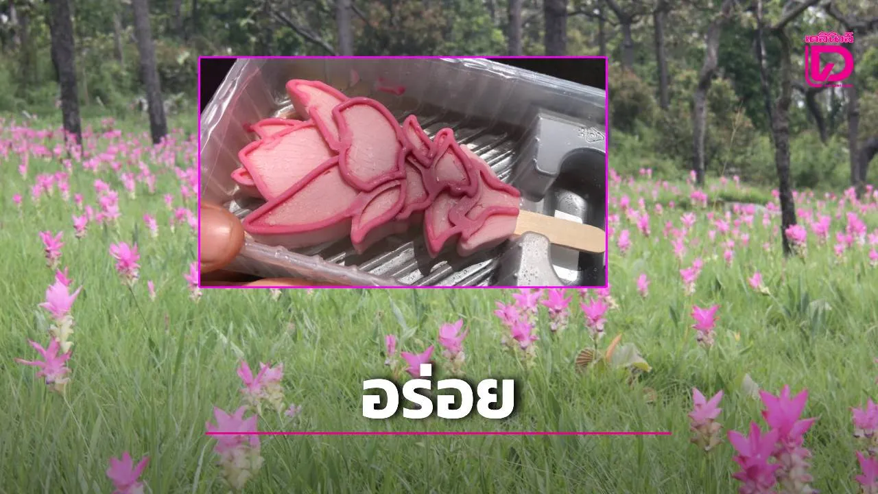 ทัวริสต์แห่ชิม 'ไอศกรีมดอกกระเจียว' หนึ่งเดียวในโลก ไฮไลต์ทุ่งดอกกระเจียวชัยภูมิ ขายดีจนทำแทบไม่ทัน