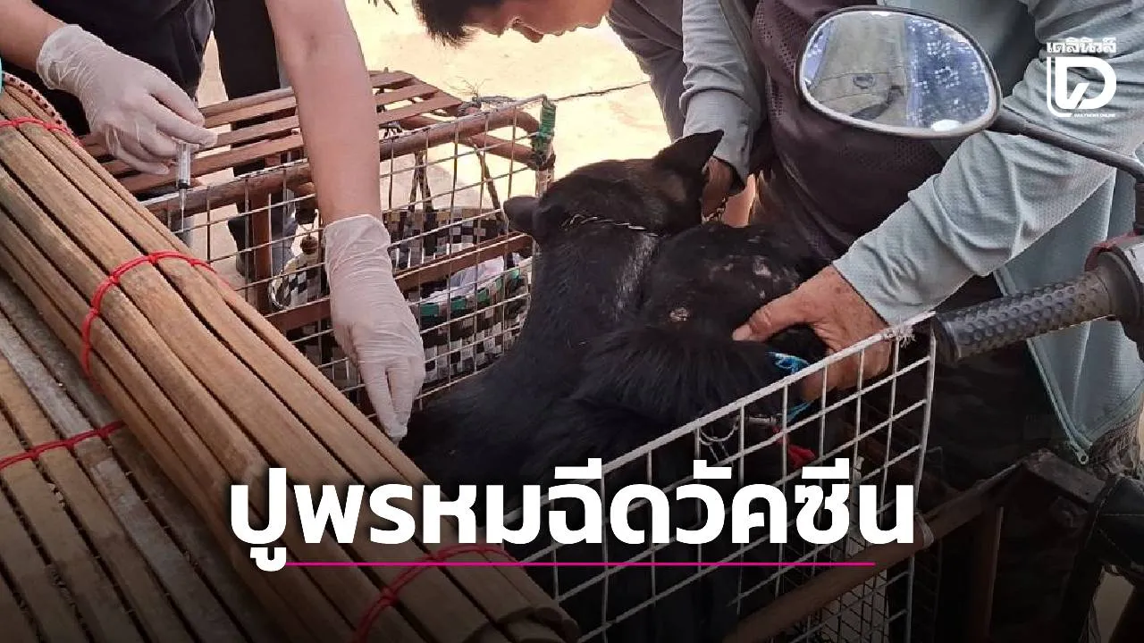 ‘ปศุสัตว์กันทรลักษ์’ ปูพรหมฉีดวัคซีน 5 กิโลเมตร หลังเหตุ ‘หมาบ้า’ ไล่กัดชาวบ้าน 8 ราย