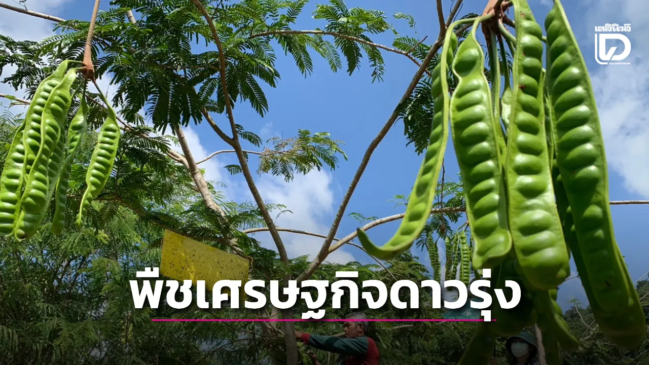 ปลูกแซม 'มะขามป้อมยักษ์'สะตอตรัง 1 ดาวรุ่งพืชเศรษฐกิจ