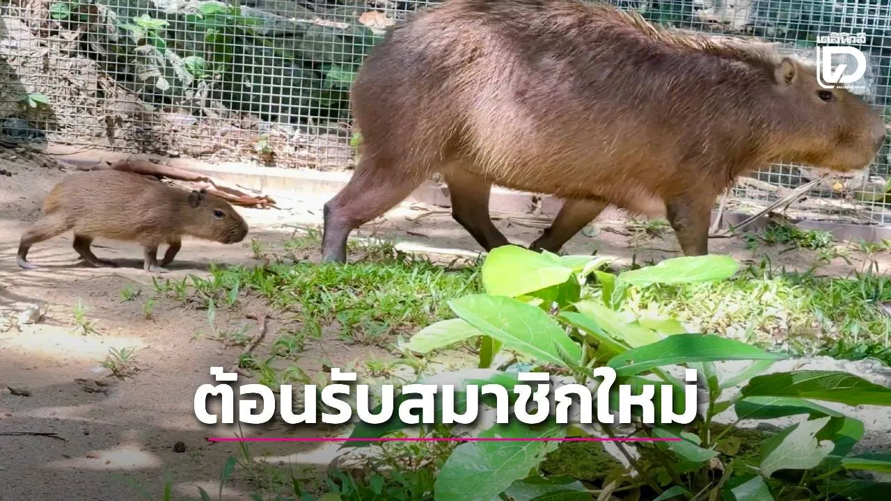 สวนสัตว์เปิดเขาเขียวต้อนรับสมาชิกใหม่ 'ลูกหนูยักษ์คาปิบารา'ชวนเที่ยว 28 ก.ค. เด็กเข้าฟรี