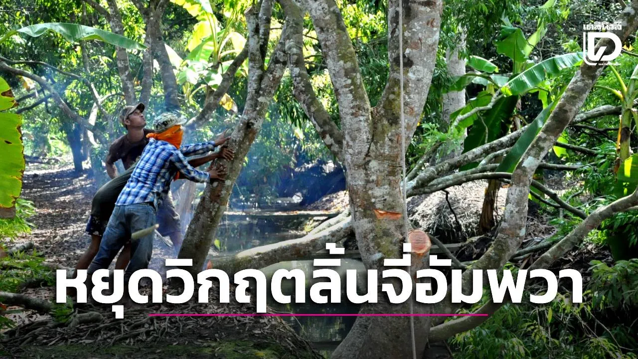 นอภ.อัมพวา เดินหน้าหาทางรอด ‘ลิ้นจี่อัมพวา’ ชูแนวคิดปลูกพืชแซมสร้างรายได้ หวังรักษาสวนพันไร่ไม่ให้ถูกโค่น
