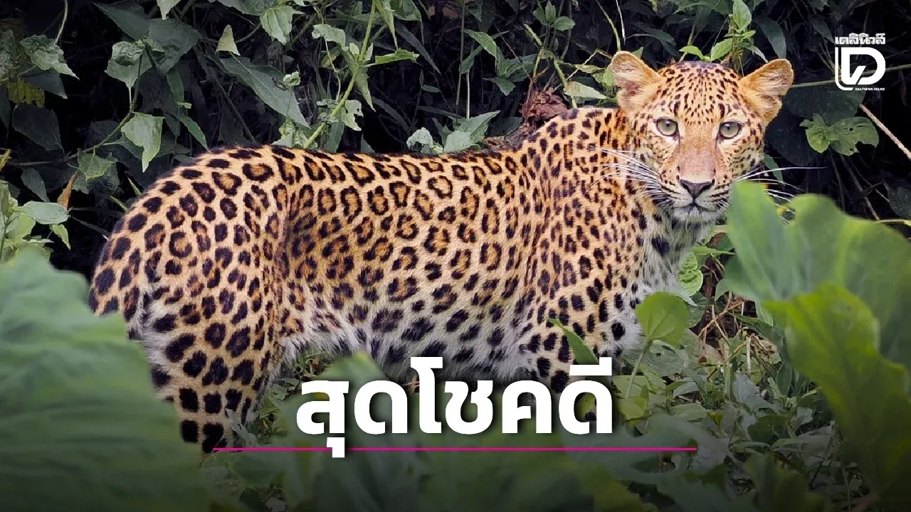 สุดโชคดี เจอ 'เสือดาว' โผล่อวดโฉมลานกางเต็นท์บ้านกร่างแคมป์ อุทยานฯ แก่งกระจาน